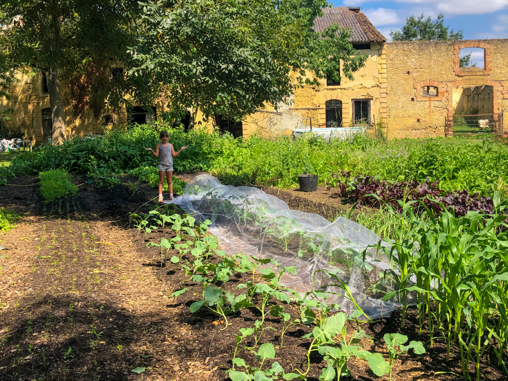 Culture de légumes au soleil