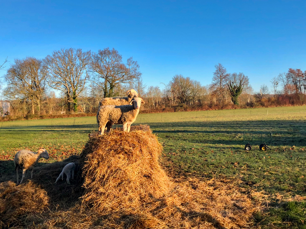 Moutons sur du foin dans un champ