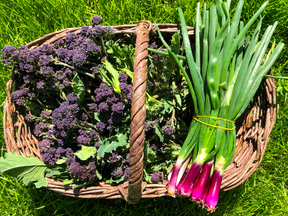 Un panier de légumes