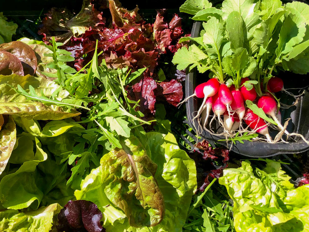 Salade cueillie et prête à être dégustée