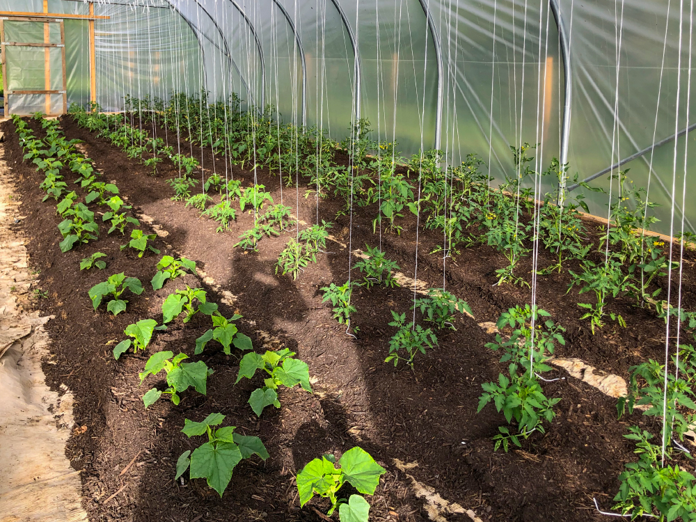 Légumes poussant dans un tunnel maraîcher